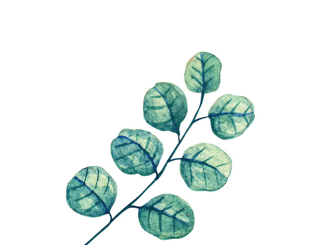 水彩叶子植物素材