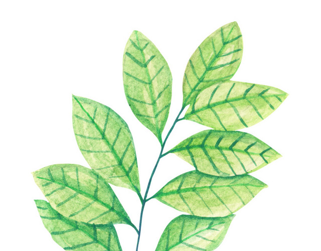 水彩叶子植物素材