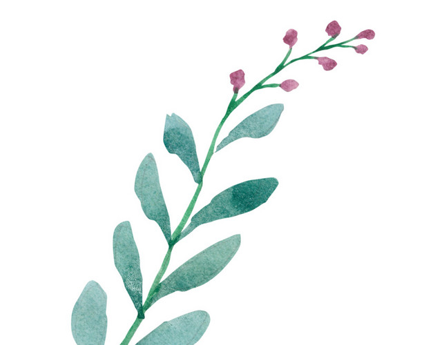 水彩叶子植物素材