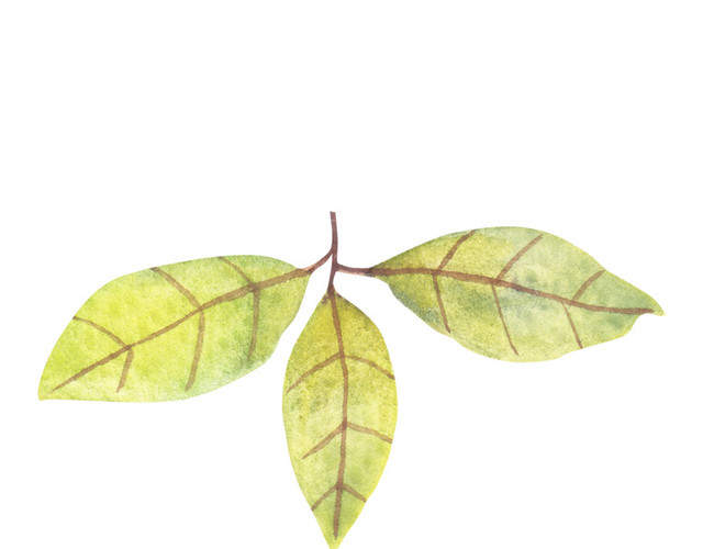 水彩叶子植物素材