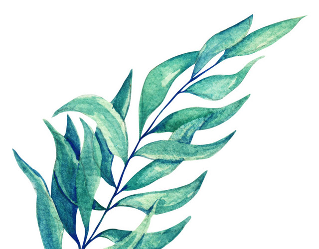 水彩叶子植物素材