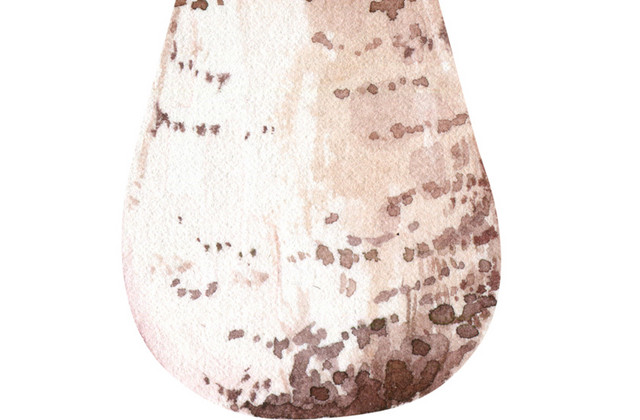 蘑菇