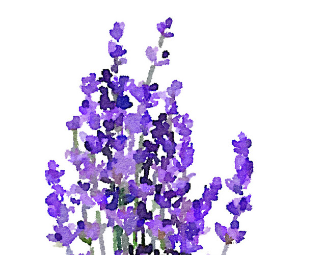 蓝色手绘薰衣草矢量图片