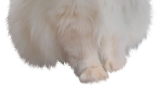 白猫猫图片