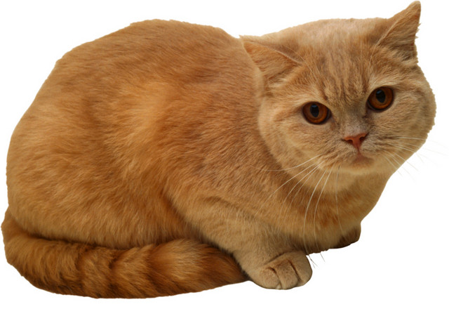 棕色猫图片