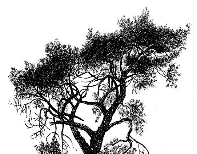 黑色创意手绘树素描设计矢量图片