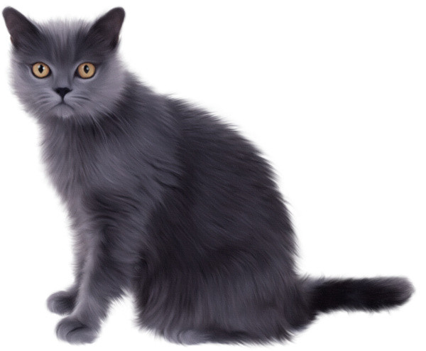 黑猫图片