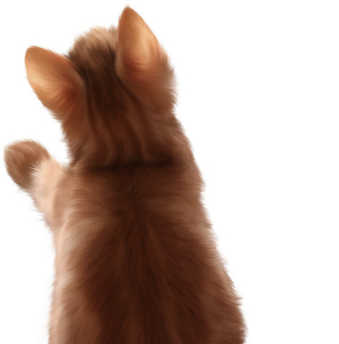棕色猫图片