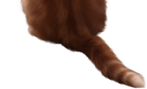 棕色猫图片