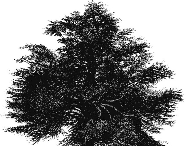 黑色创意手绘树素描设计矢量图片