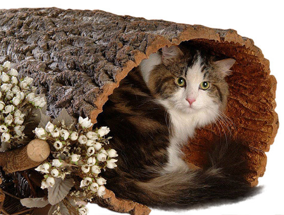 实物宠物猫素材