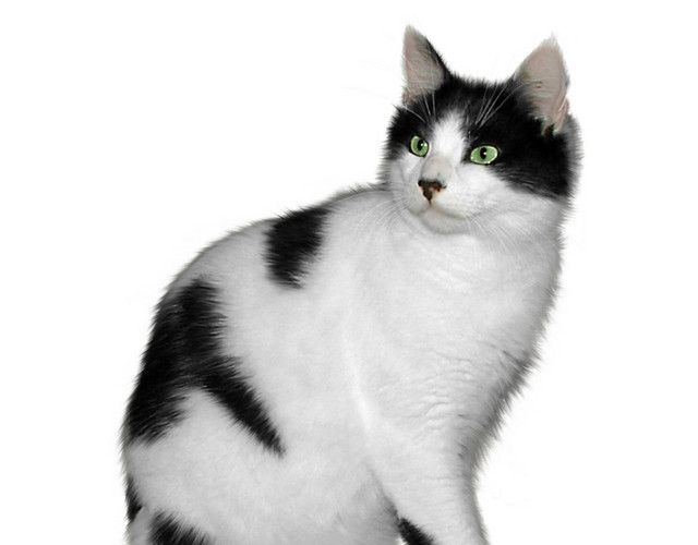 实物宠物猫素材