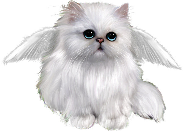 实物宠物猫素材