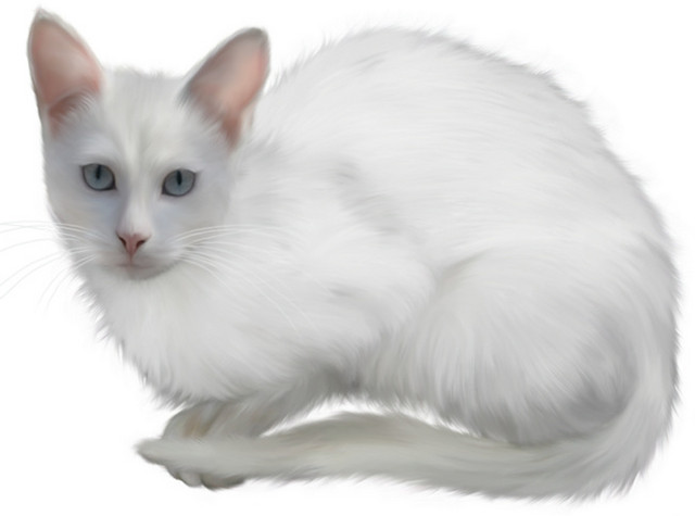 白猫猫图片