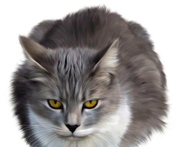 实物宠物猫素材
