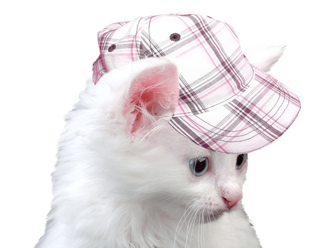实物宠物猫素材