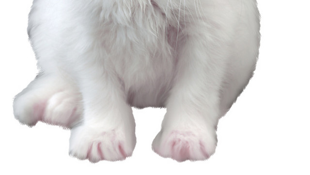 实物宠物猫素材