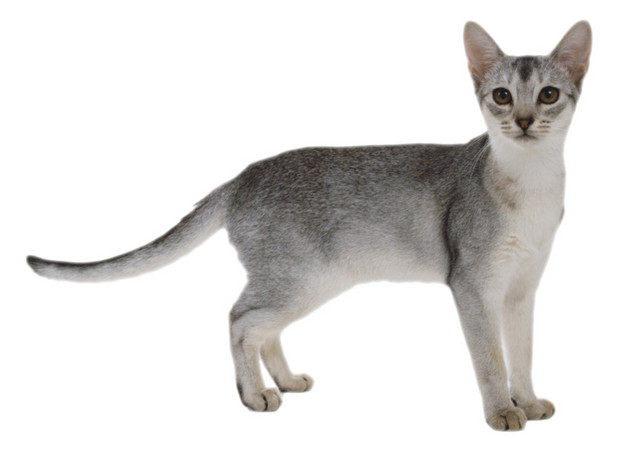 实物宠物猫素材