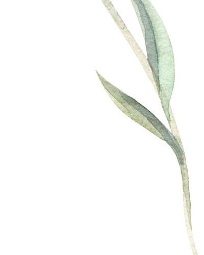 水彩花卉素材