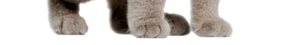 实物宠物猫素材
