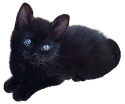 实物宠物猫素材