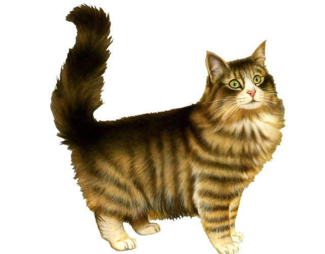 实物宠物猫素材