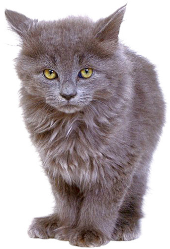 实物宠物猫素材