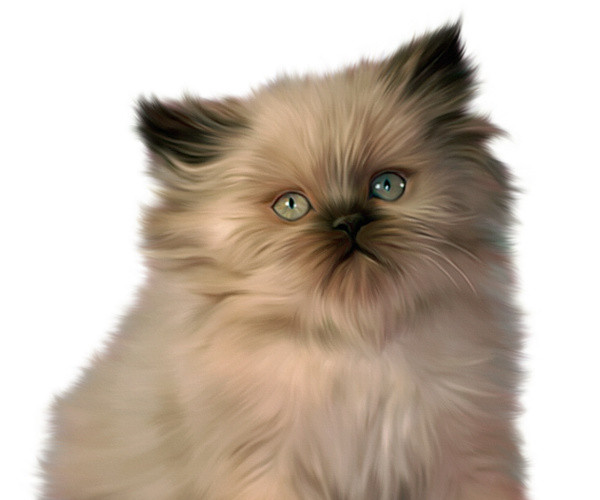 实物宠物猫素材