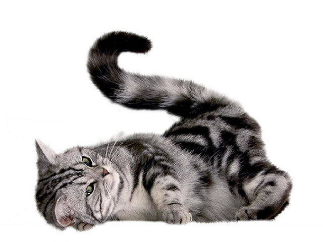 实物宠物猫素材