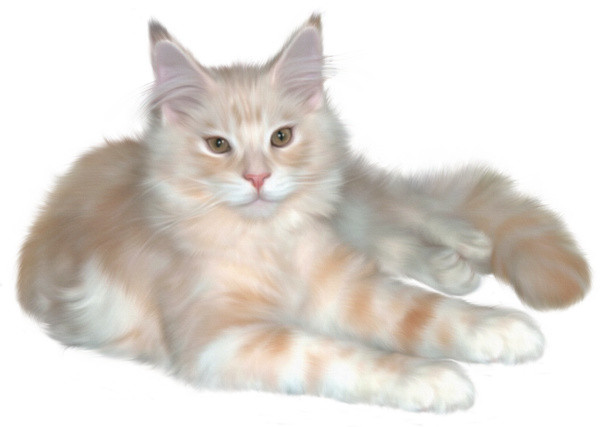 实物宠物猫素材