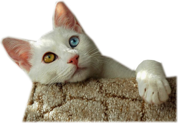 实物宠物猫素材