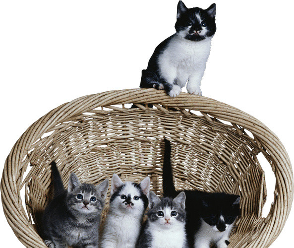 实物宠物猫素材