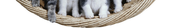 实物宠物猫素材