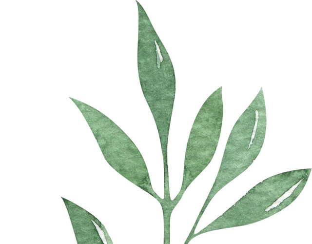 水彩植物叶子素材