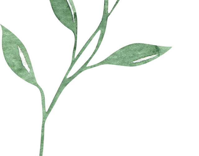 水彩植物叶子素材