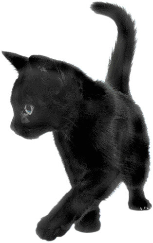 实物宠物猫素材