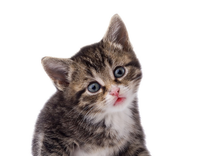 实物宠物猫素材