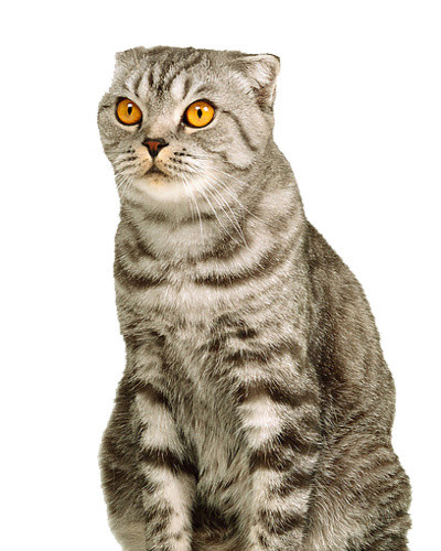 实物宠物猫素材