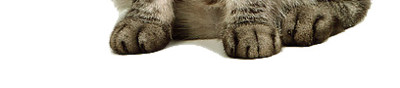 实物宠物猫素材