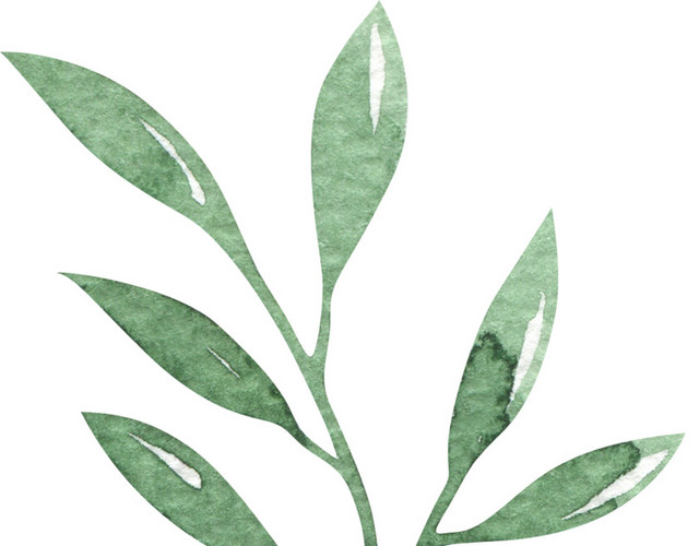 水彩植物叶子素材