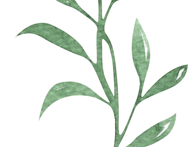 水彩植物叶子素材