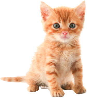 实物宠物猫素材