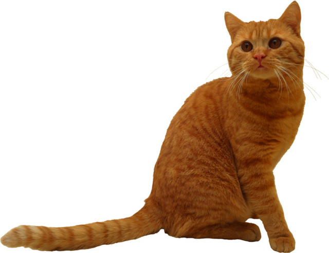 猫矢量素材
