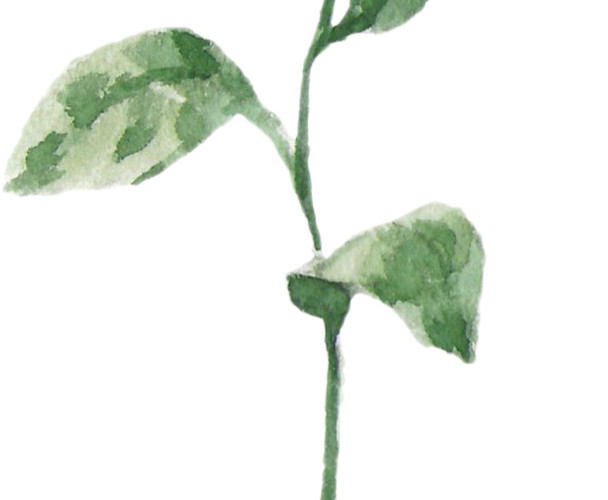 水彩植物矢量素材