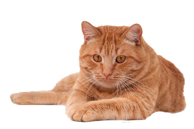 猫矢量素材
