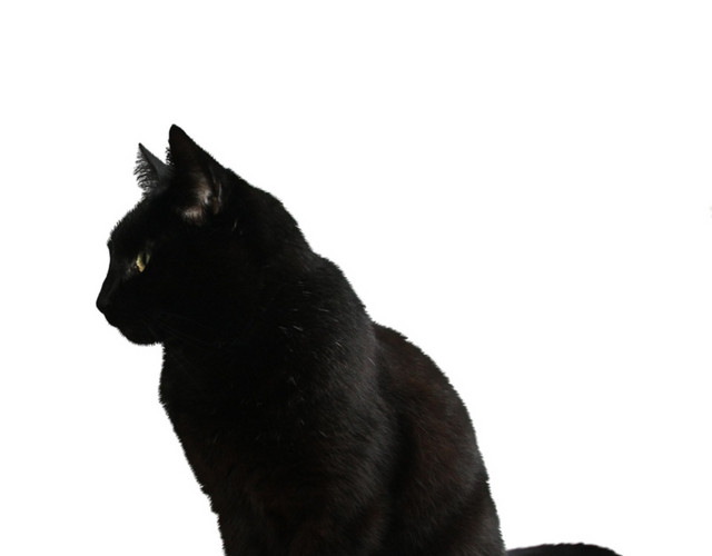 猫矢量素材