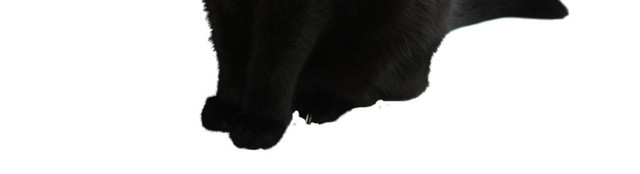 猫矢量素材