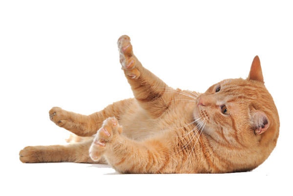猫矢量素材