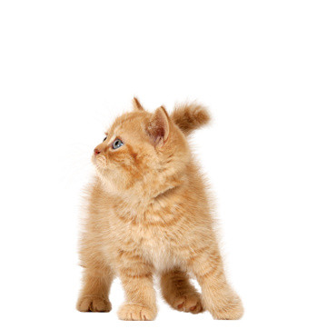 猫矢量素材