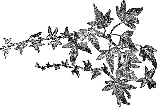 黑色植物素描素材